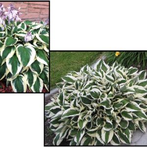 PATRIOT HOSTA