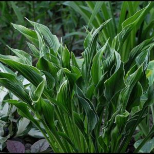 PRAYING HANDS HOSTA