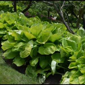 SUM & SUBSTANCE HOSTA