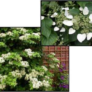 CLIMBING HYDRANGEA