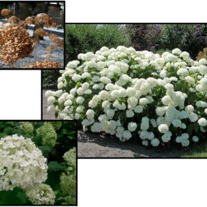 ANNABELLE HYDRANGEA