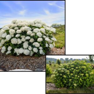 FLOWERFULL® HYDRANGEA