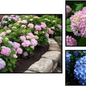 ENDLESS SUMMER® HYDRANGEA