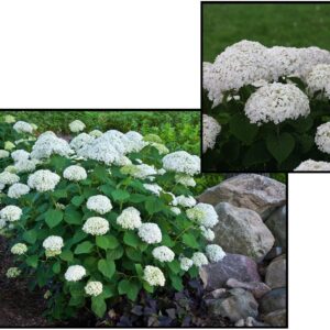 INVINCIBELLE WEE WHITE® HYDRANGEA