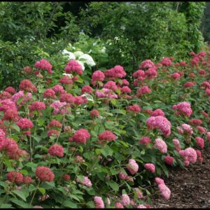 INVINCIBELLE® SPIRIT II HYDRANGEA