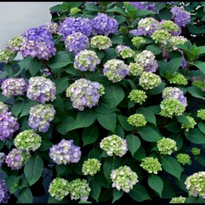 BLOOMSTRUCK® HYDRANGEA