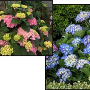 SEASIDE SERENADE CAPE COD HYDRANGEA