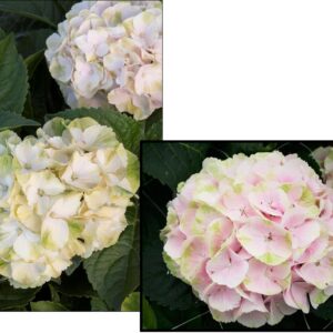 SEASIDE SERENADE CAPE LOOKOUT HYDRANGEA
