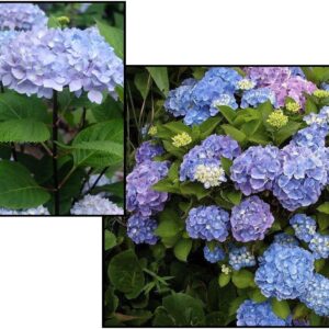 BLUE ENCHANTRESS HYDRANGEA