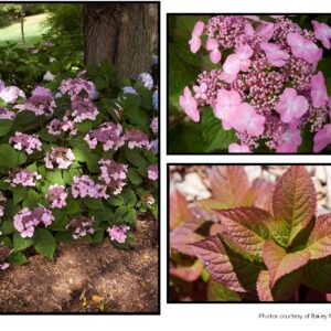 TWIST AND SHOUT® HYDRANGEA