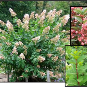 QUICK FIRE HYDRANGEA