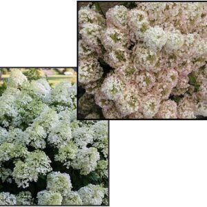 BOBO HYDRANGEA