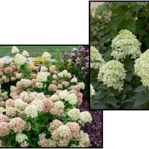 LITTLE LIME™ HYDRANGEA