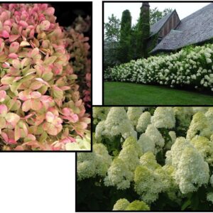 LIMELIGHT HYDRANGEA