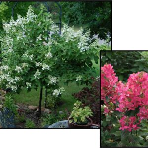 PINK DIAMOND HYDRANGEA (STANDARD)