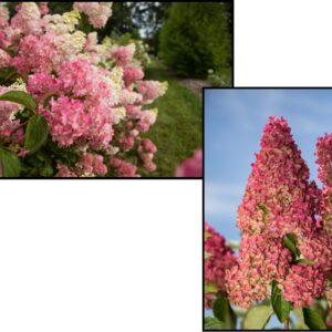 BERRY WHITE® HYDRANGEA