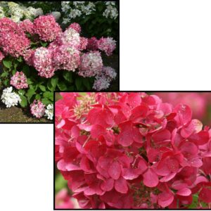 DIAMOND ROUGE® HYDRANGEA