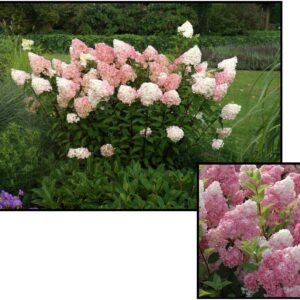 VANILLA STRAWBERRY™ HYDRANGEA