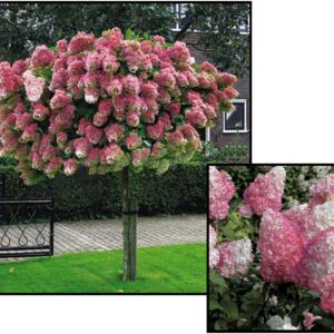 VANILLA STRAWBERRY™ HYDRANGEA (STANDARD)