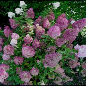 STRAWBERRY SUNDAE® HYDRANGEA
