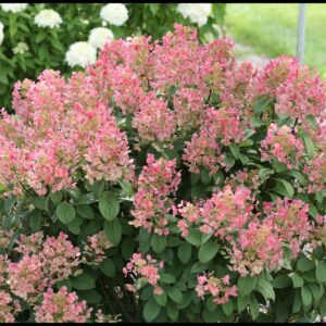 LITTLE QUICK FIRE® HYDRANGEA