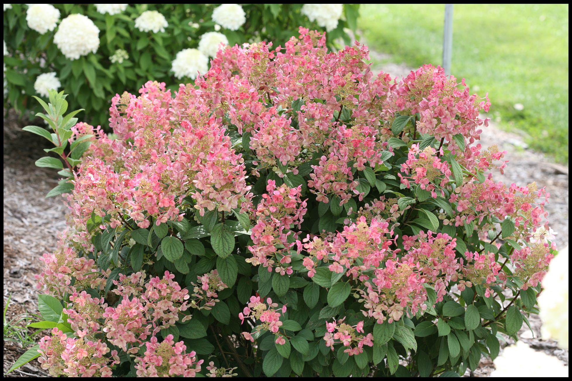 LITTLE QUICK FIRE® HYDRANGEA