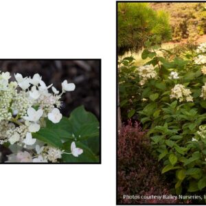 WHITE DIAMONDS HYDRANGEA