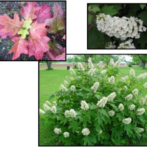 ALICE OAKLEAF HYDRANGEA