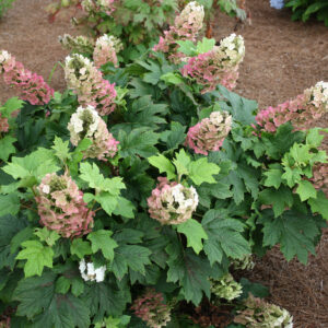 JETSTREAM™ OAKLEAF HYDRANGEA