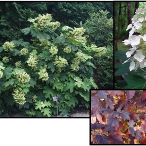 PEE WEE OAKLEAF HYDRANGEA