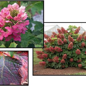 RUBY SLIPPERS OAKLEAF HYDRANGEA