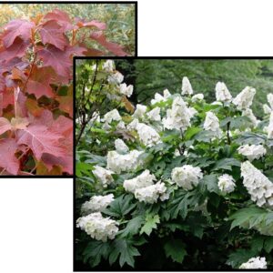 SNOW QUEEN OAKLEAF HYDRANGEA