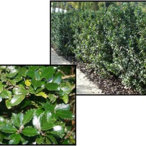BLUE PRINCE HOLLY