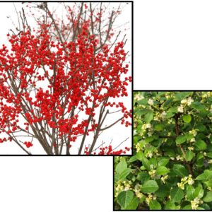 BERRY POPPINS® WINTERBERRY