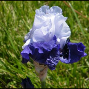 BEST BET BEARDED IRIS