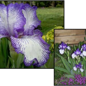 HEMSTITCHED BEARDED IRIS