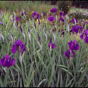 VARIEGATED JAPANESE IRIS