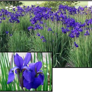 CAESARS BROTHER SIBERIAN IRIS