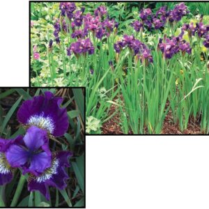 CONTRAST IN STYLE SIBERIAN IRIS