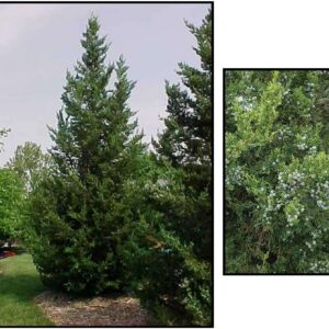 FAIRVIEW JUNIPER
