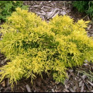 GOLD LACE JUNIPER