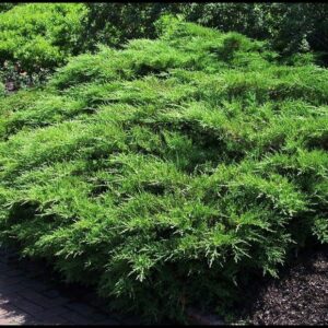 COMPACT CHINESE PFITZER JUNIPER
