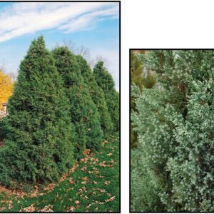 MOUNTBATTEN JUNIPER