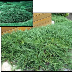 GREEN SARGENT JUNIPER