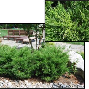 SEA GREEN JUNIPER