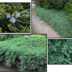 BLUE RUG JUNIPER