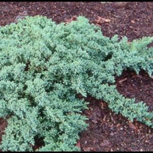 DWARF JAPANESE GARDEN JUNIPER