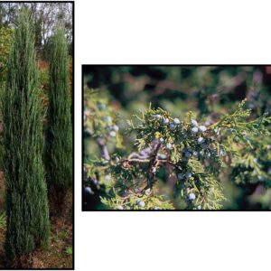 BLUE ARROW JUNIPER