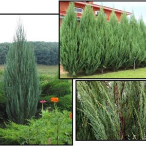 SKYROCKET JUNIPER