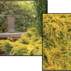 SEA OF GOLD JUNIPER